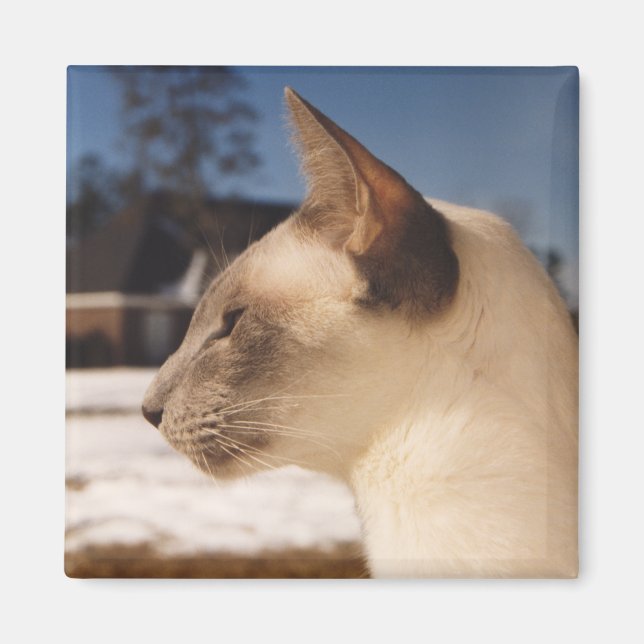 Snow Cat - Siamese Blue Point Profile Magnet (Front)
