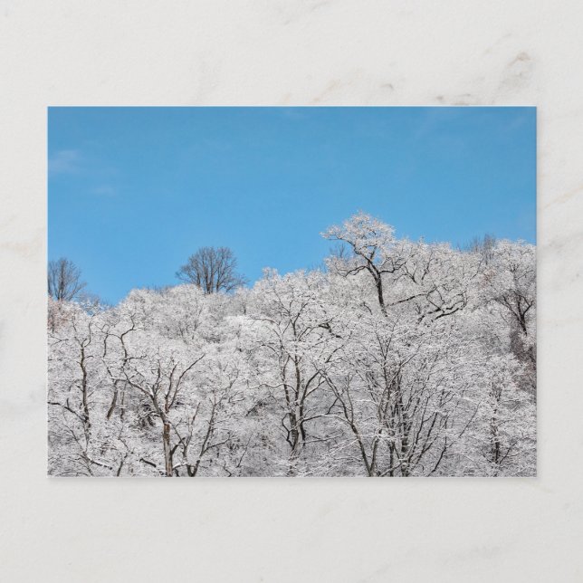 Snow Coating Postcard (Front)
