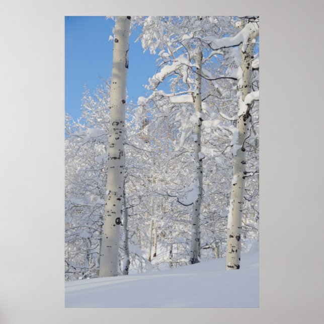 Snow-Covered Aspens, Beartrap-Desolation Ridge Poster (Front)