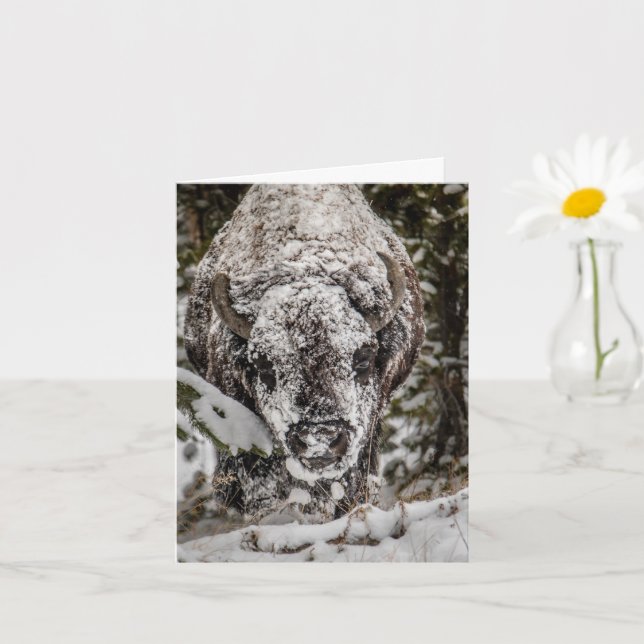 Snow Covered Bison Grand Teton Card (Small Plant)