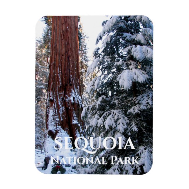 Snow Covered Boughs Winter Sequoia National Park Magnet (Vertical)