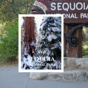 Snow Covered Boughs Winter Sequoia National Park Postcard