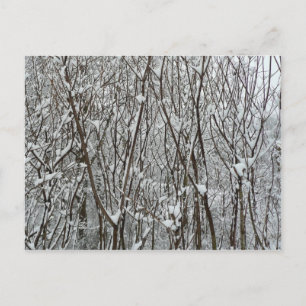 Snow Covered Branches Winter Abstract Postcard