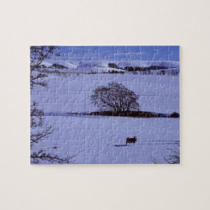 Snow covered fields containing sheep with the jigsaw puzzle