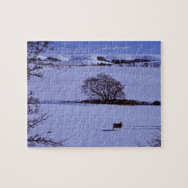 Snow covered fields containing sheep with the jigsaw puzzle (Horizontal)