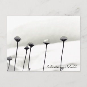 Snow Covered Flowers Postcard