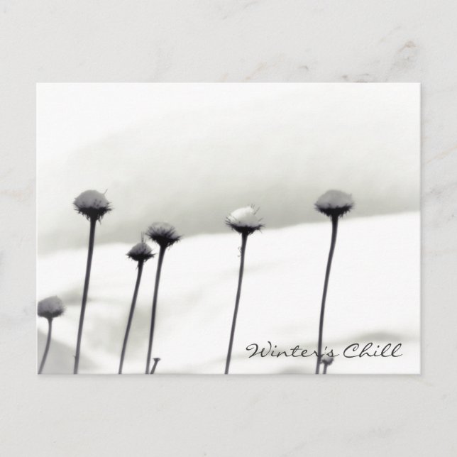 Snow Covered Flowers Postcard (Front)