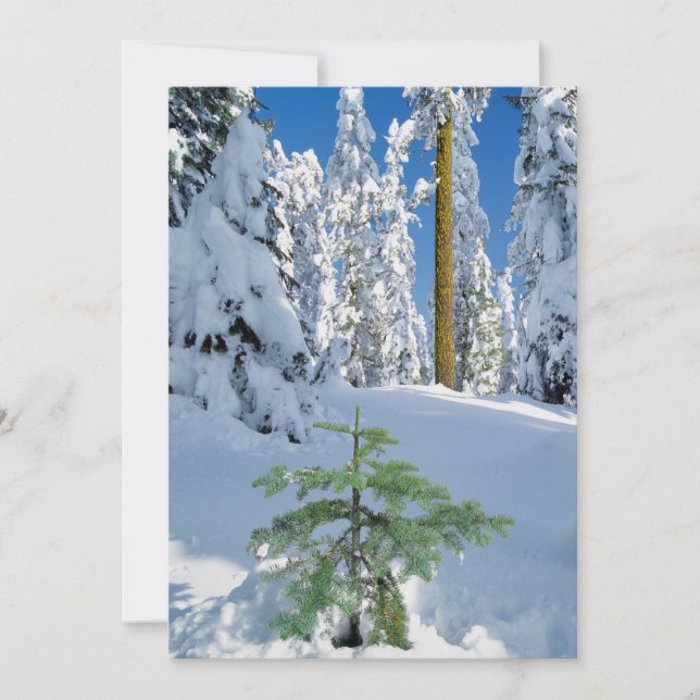 Snow Covered Forest in Oregon Thank You Card (Front)