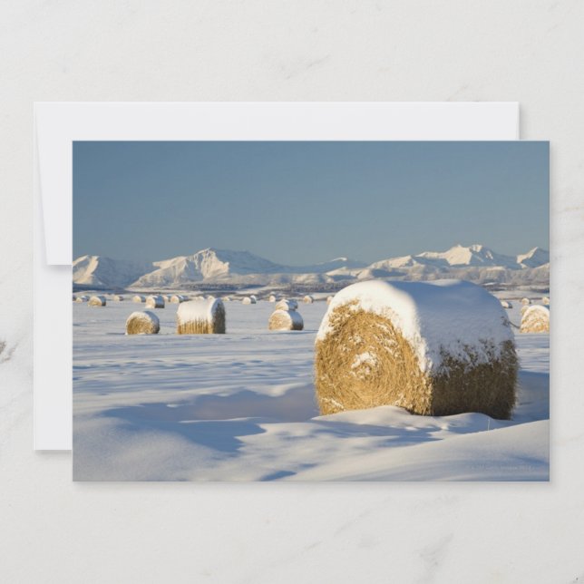 Snow-Covered Hay Bales (Front)