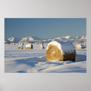 Snow-Covered Hay Bales Poster