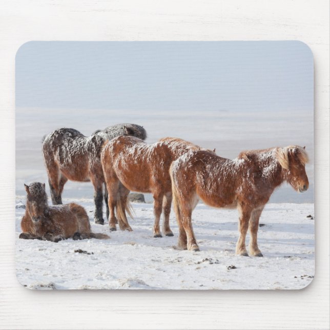 Snow Covered Icelandic Horses Mouse Mat (Front)