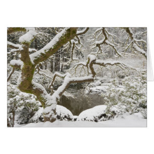 Snow-covered Japanese maple
