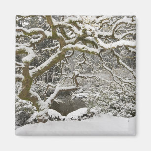 Snow-covered Japanese maple 2 Magnet