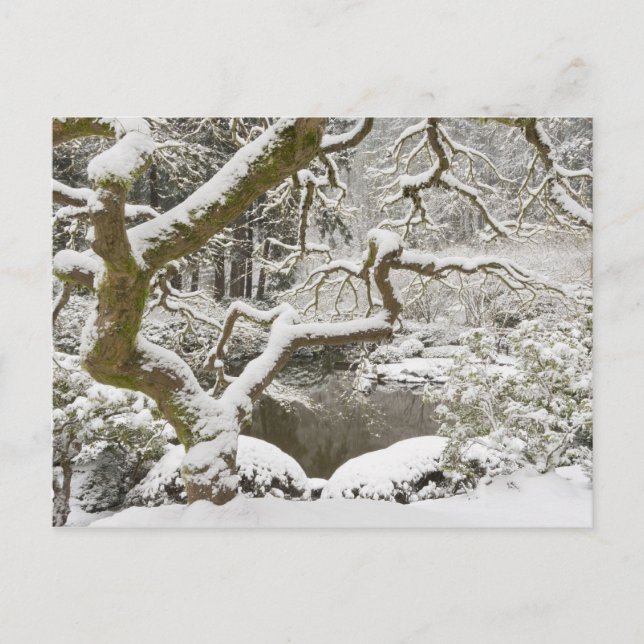 Snow-covered Japanese maple Postcard (Front)