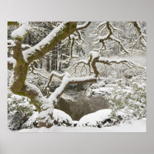 Snow-covered Japanese maple Poster