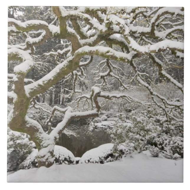 Snow-covered Japanese maple Tile (Front)
