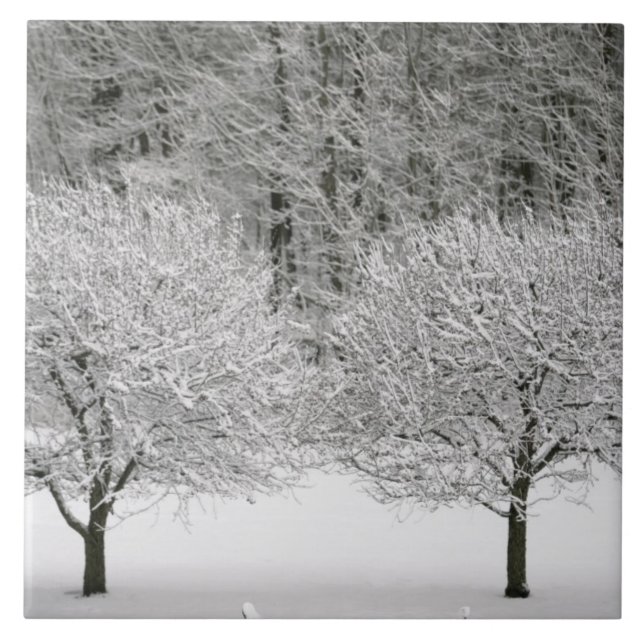 Snow covered landscape tile (Front)