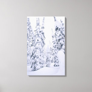 Snow-covered lodge pole pines canvas print