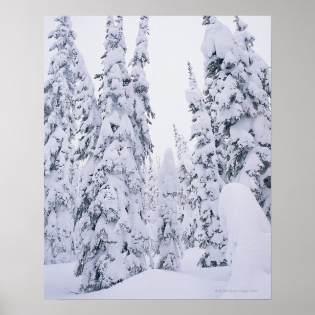 Snow-covered lodge pole pines poster (Front)