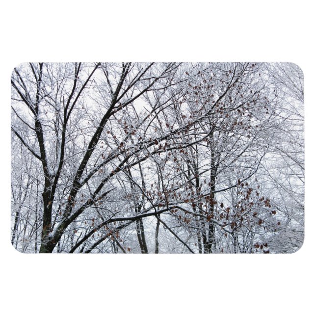 Snow-covered Oak Tree Magnet (Horizontal)
