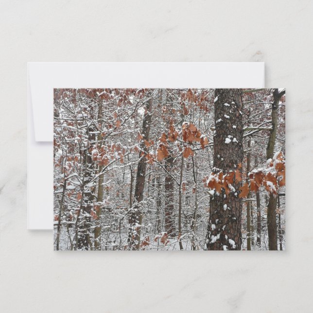 Snow Covered Oak Trees Winter Nature Photography (Front)