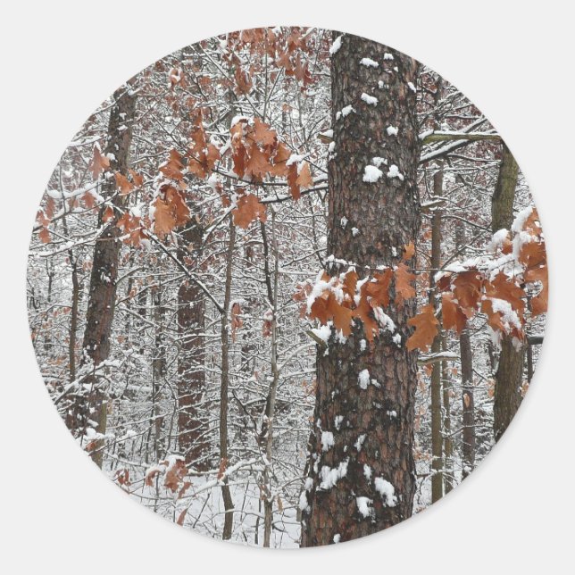 Snow Covered Oak Trees Winter Nature Photography Classic Round Sticker (Front)