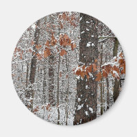 Snow Covered Oak Trees Winter Nature Photography