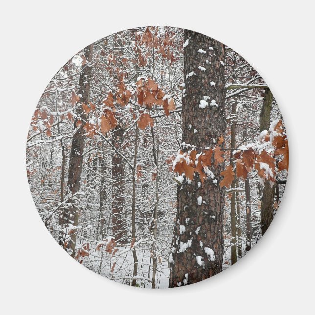 Snow Covered Oak Trees Winter Nature Photography Magnet (Front)