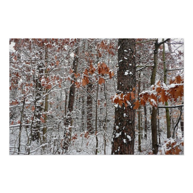 Snow Covered Oak Trees Winter Nature Photography Poster (Front)