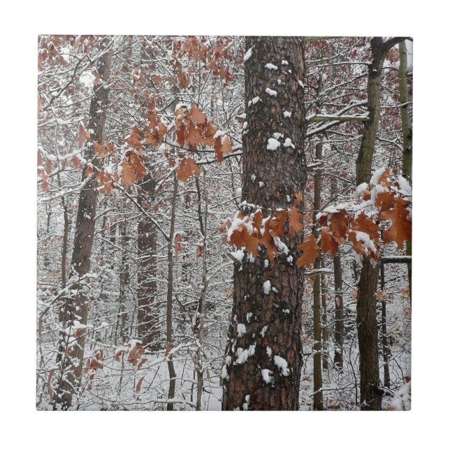 Snow Covered Oak Trees Winter Nature Photography Tile (Front)