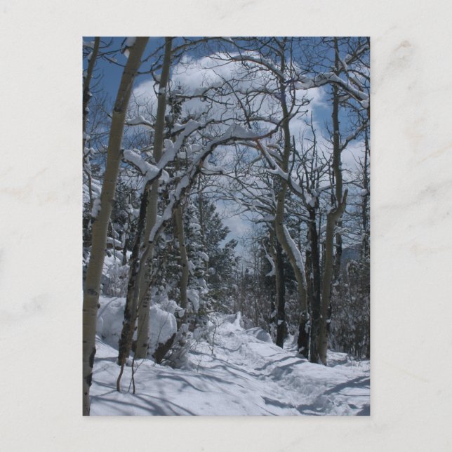 Snow covered path through the Rocky Mountains Postcard (Front)