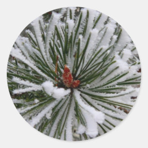 Snow-Covered Pine Needles Classic Round Sticker