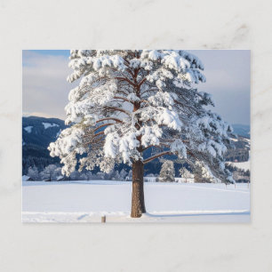 Snow Covered Pine Tree Postcard