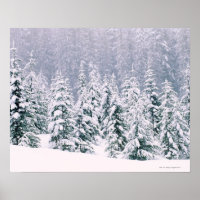 Snow covered pine trees