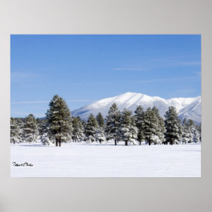 Snow Covered Pines & San Francisco Peaks Arizona Poster