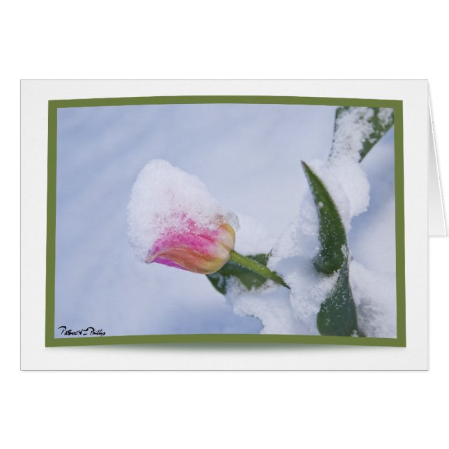 Snow Covered Pink Tulip (Front Horizontal)