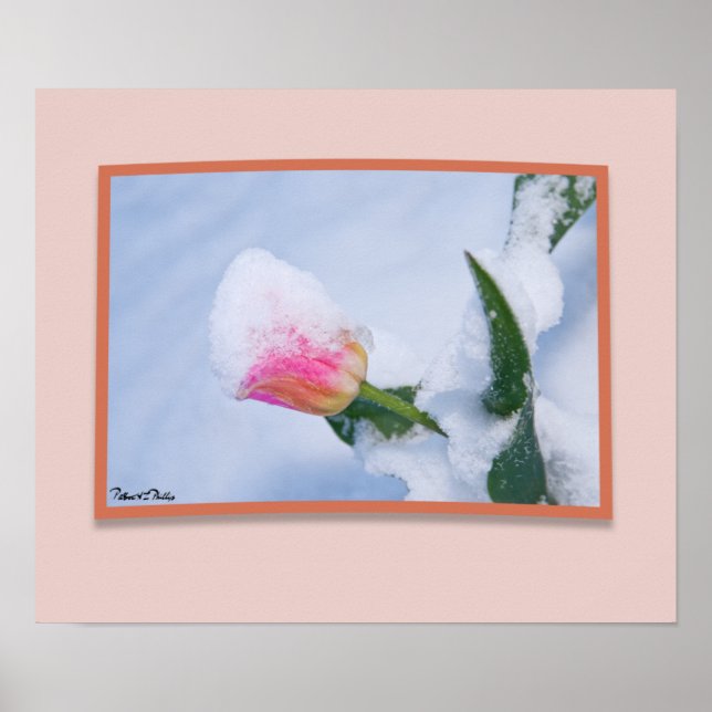 Snow Covered Pink Tulip Poster (Front)
