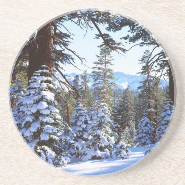 Snow-covered Red Fir trees in the High Sierra 2 Coaster (Front)