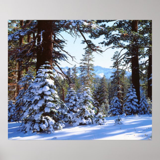 Snow-covered Red Fir trees in the High Sierra 2 Poster (Front)