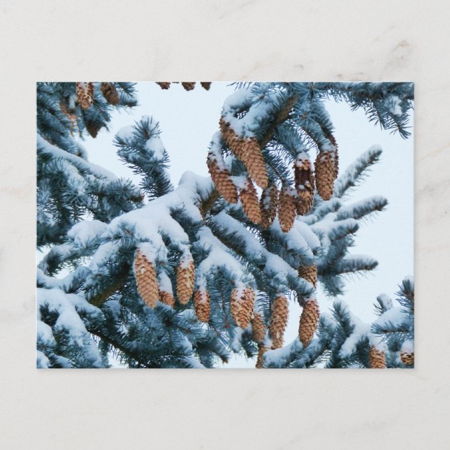 Snow Covered Spruce Boughs and Pinecones Postcard (Front)