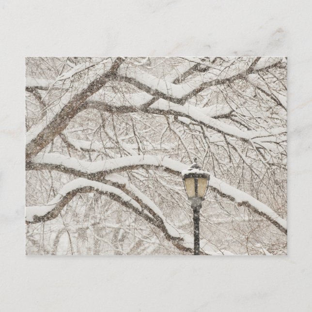 Snow Covered Tree 2 Postcard (Front)