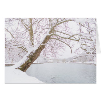snow covered tree embraces pond