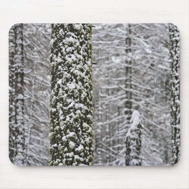 Snow covered tree trunks in Yosemite valley - Mouse Mat (Front)