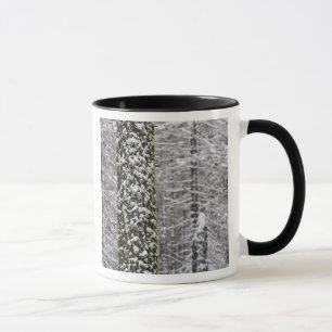 Snow covered tree trunks in Yosemite valley - Mug