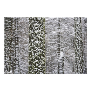 Snow covered tree trunks in Yosemite valley - Photo Print