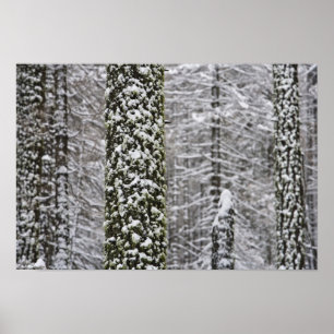 Snow covered tree trunks in Yosemite valley - Poster