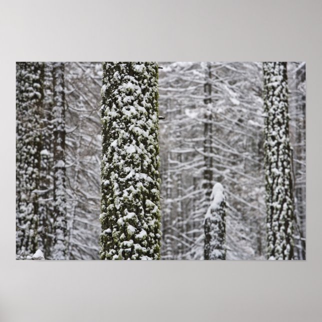 Snow covered tree trunks in Yosemite valley - Poster (Front)