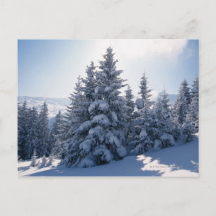 Snow-covered trees and mountains postcard