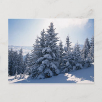 Snow-covered trees and mountains postcard