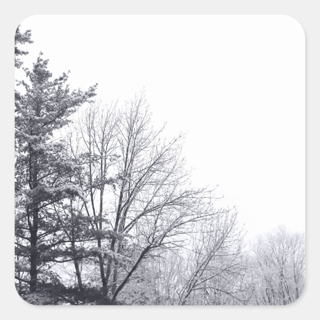 Snow-covered Trees: Horizontal Square Sticker (Front)